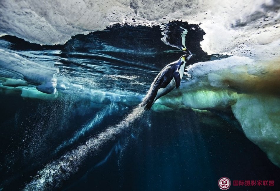 2012年照片由保罗·尼克伦 (Paul Nicklen)拍摄于南极洲。