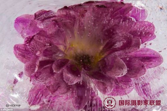 摄影师拍摄速冻鲜花“冰花绽放”画面惊艳（图）（2）