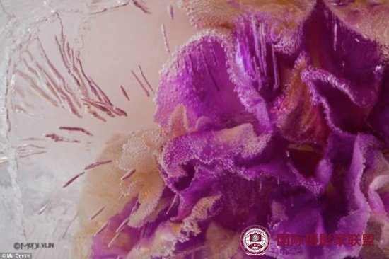 摄影师拍摄速冻鲜花“冰花绽放”画面惊艳（图）（6）