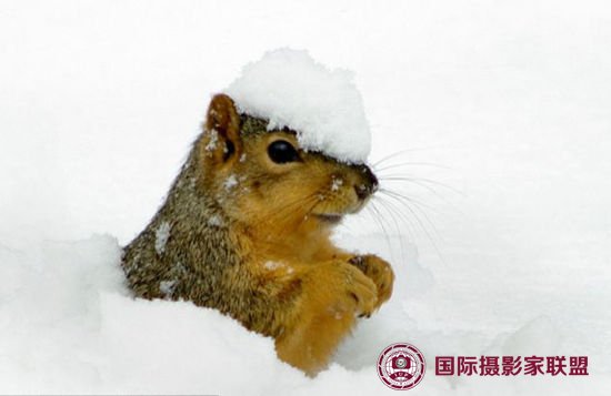 美摄影师抓拍小松鼠戴雪帽的可爱瞬间(高清组图)