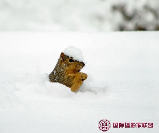 美摄影师抓拍小松鼠戴雪帽的可爱瞬间(高清组图)